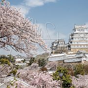 Japon - Sakura